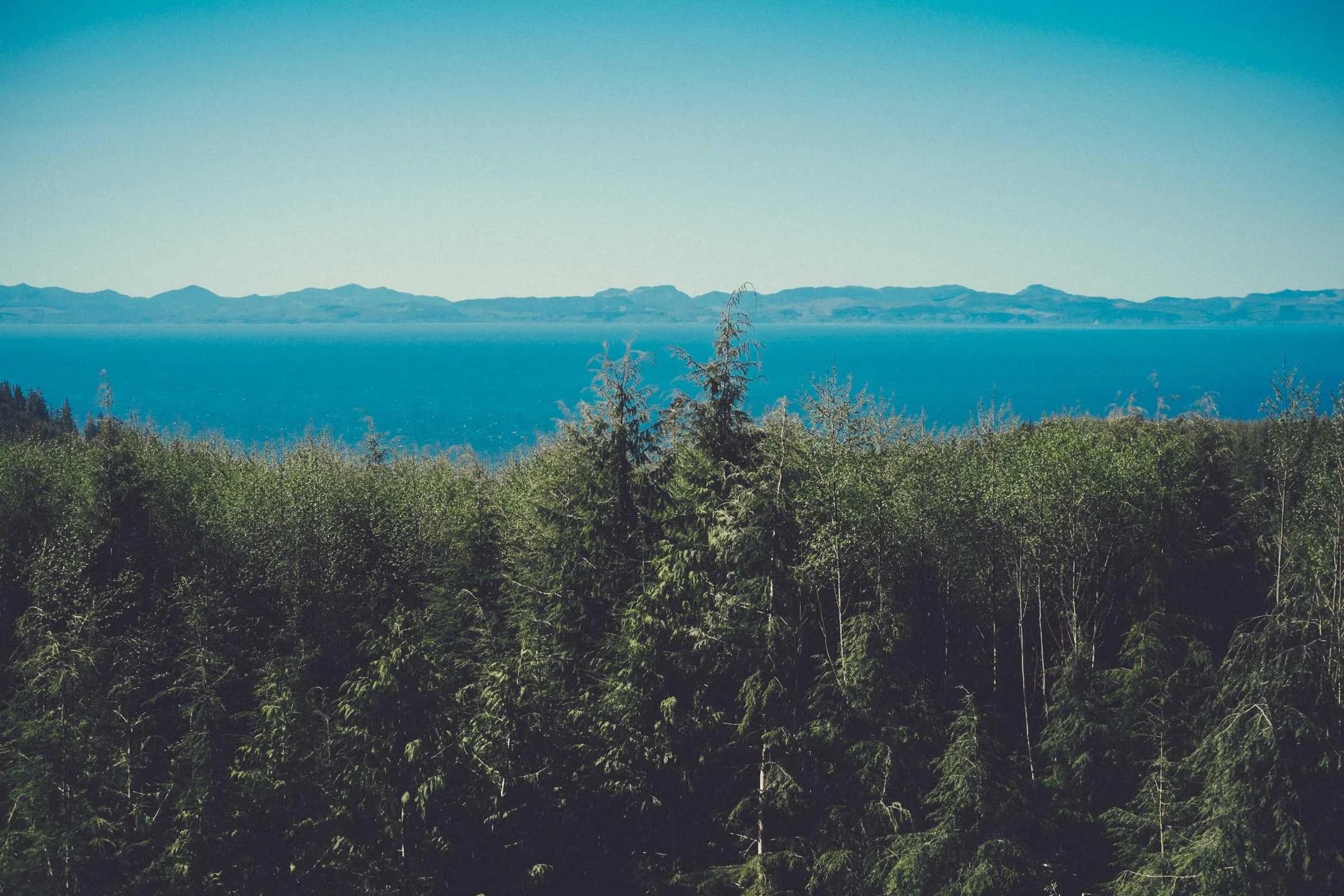Mer turquoise derrière une forêt de conifères