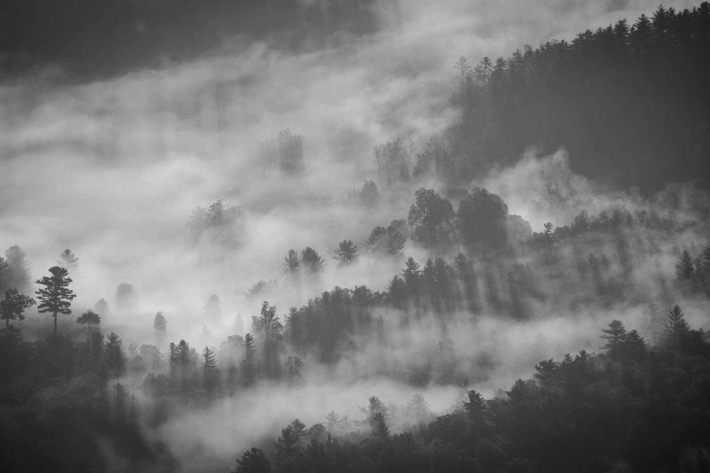 Forêt de sapins noyée dans le brouillard, en noir et blanc